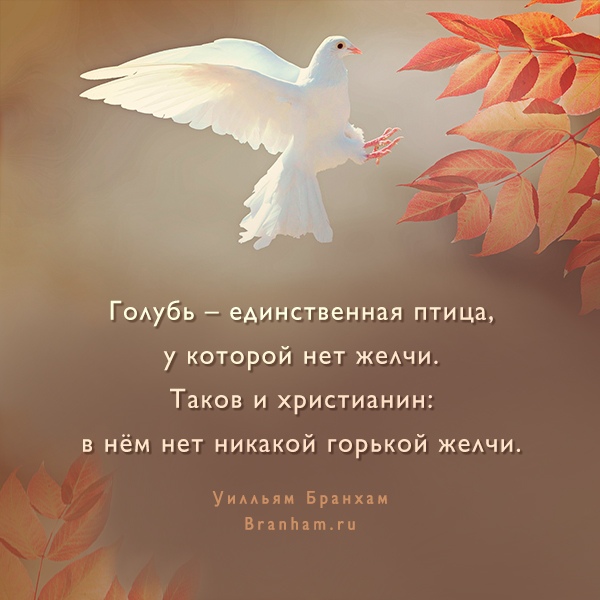 Картинка цитаты